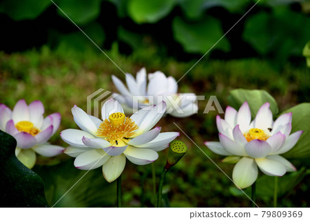 蓮花 蓮花 79809369