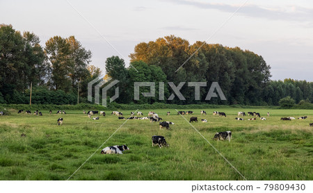 Herd of Cows in a green farm field. 79809430