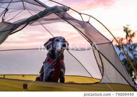 Adventurous little hiking dog on top of a mountain Adventurous little hiking dog on top of a mountain 79809440