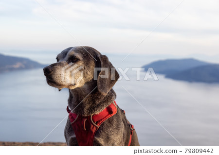 Adventurous little hiking dog on top of a mountain Adventurous little hiking dog on top of a mountain 79809442