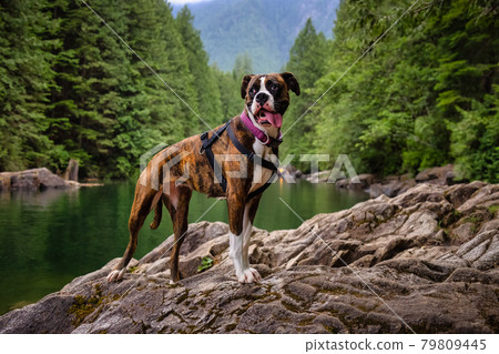 Playful and Funny Boxer Dog standing by the river 79809445