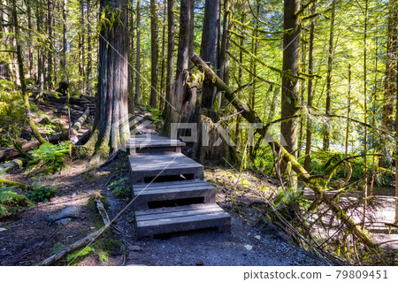 Lynn Canyon Park, North Vancouver, British Columbia, Canada. 79809451