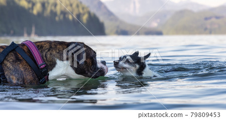 Small Dog, Toy Fox Terrier, and Boxer swimming in the water. 79809453