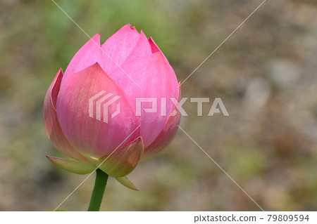 Kyoto Prefectural Botanic Garden Kyoto Prefectural Botanic Garden 79809594