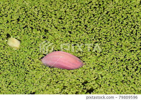 Kyoto Prefectural Botanic Garden Kyoto Prefectural Botanic Garden 79809596