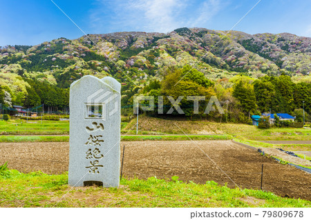 Superb view mountain cherry blossom village Superb view mountain cherry blossom village 79809678
