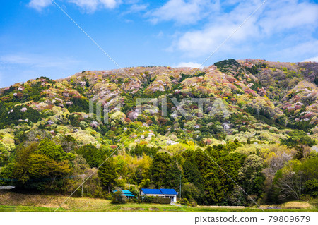 野櫻花盛開的里山 79809679