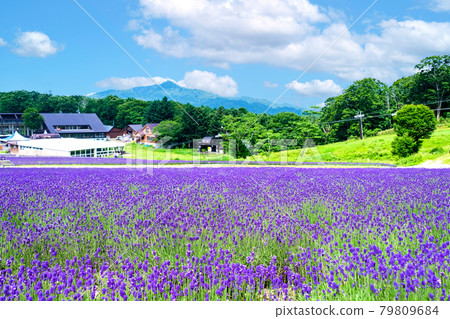 薰衣草公園和天神山 薰衣草公園和天神山 79809684