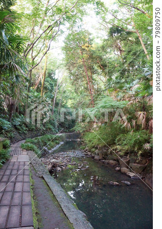 Nature in the city Todoroki Ravine, the only valley in Tokyo's 23 wards Nature in the city Todoroki Ravine, the only valley in Tokyo's 23 wards 79809750