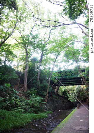 Nature in the city Todoroki Ravine, the only valley in Tokyo's 23 wards Nature in the city Todoroki Ravine, the only valley in Tokyo's 23 wards 79809755
