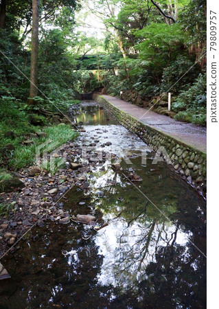 Nature in the city Todoroki Ravine, the only valley in Tokyo's 23 wards Nature in the city Todoroki Ravine, the only valley in Tokyo's 23 wards 79809757