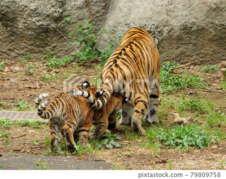 Amur tiger brothers chasing mother Amur tiger brothers chasing mother 79809758