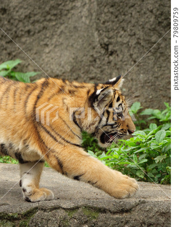Amur tiger cub walking Amur tiger cub walking 79809759