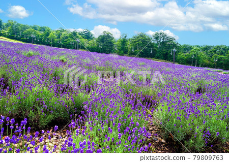 Lavender blooming slopes and lifts 79809763