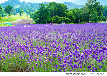 Caring for the lavender field 79809764