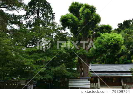 住吉神社的楠木夫婦 住吉神社的楠木夫婦 79809794