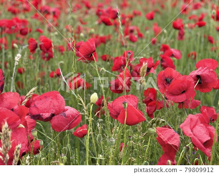 Close up red poppy head in a field. Symbol of Albania tourism. 79809912