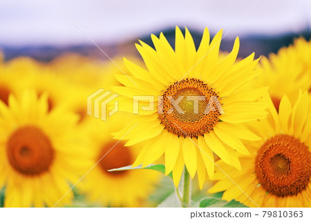 A healthy sunflower A healthy sunflower 79810363