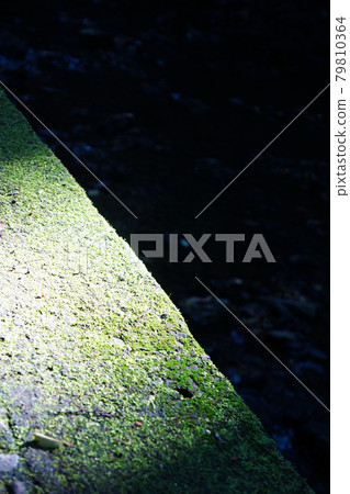 Todoroki Valley Moss Todoroki Valley Moss 79810364