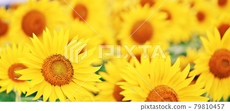健康的向日葵 79810457