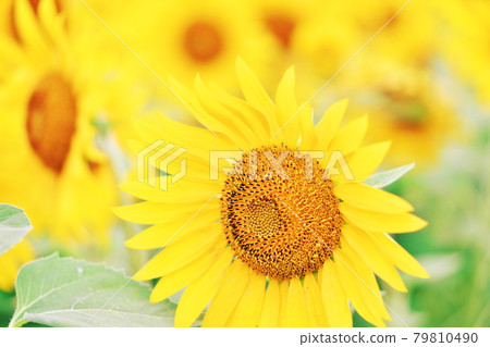 健康的向日葵 79810490