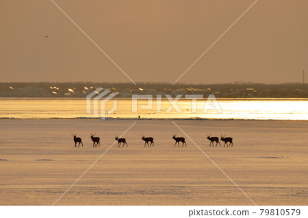 A group of sika deer walking in the snowy fields of the setting sun (Notsuke Peninsula, Hokkaido) 79810579