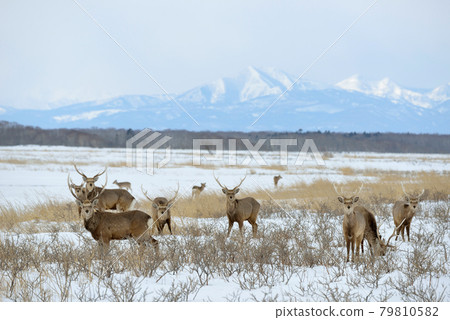 Male sika deer swarming in the snow field (Notsuke Peninsula, Hokkaido) Male sika deer swarming in the snow field (Notsuke Peninsula, Hokkaido) 79810582