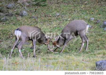 雄性梅花鹿（北海道知床） 79810603