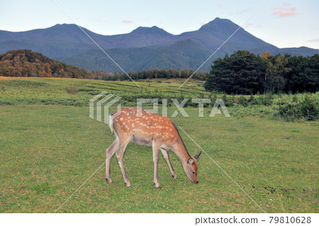 秋天的知床山脈和雌性梅花鹿（北海道知床） 79810628