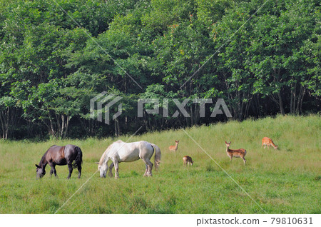 Yezo deer and horse (Tsurui Village, Hokkaido) 79810631