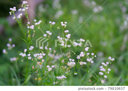 Blooming Himejoon Blooming Himejoon 79810637