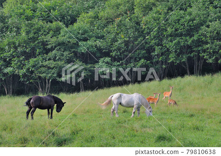 Yezo deer and horse (Tsurui Village, Hokkaido) 79810638