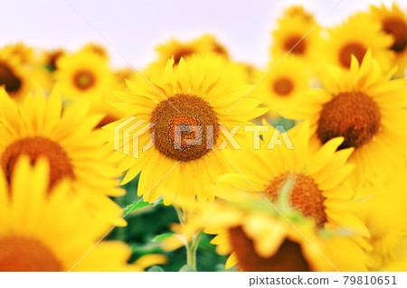 健康的向日葵 79810651