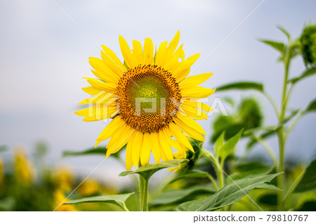 向日葵 79810767
