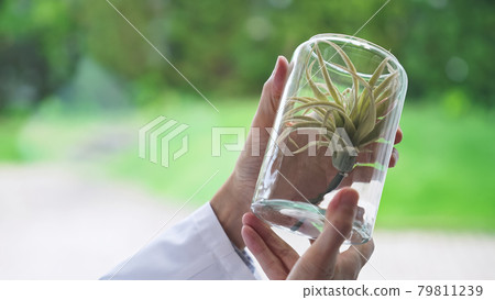 Male botany with herbarium herbarium Male botany with herbarium herbarium 79811239