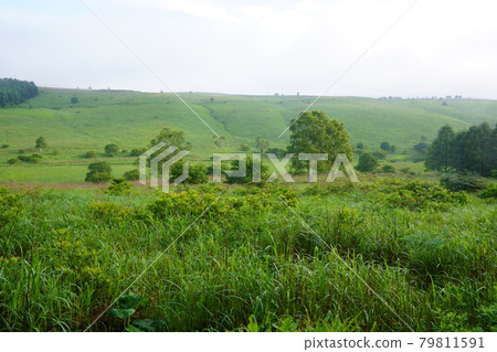 Kirigamine Landing Bog 79811591