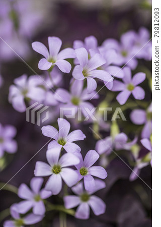 三角草的可愛花朵 79812093