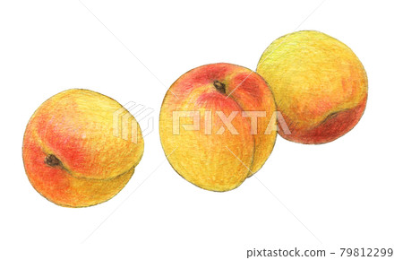 Plum fruit hand-painted watercolor pencil drawing 79812299