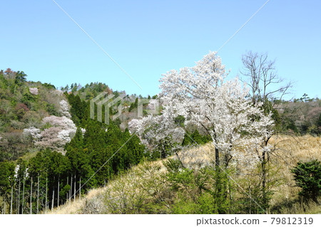 Kurokawa Sakura no Mori 79812319