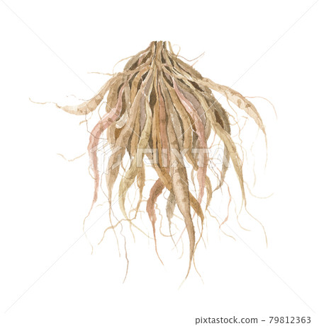 Shatavari root 79812363