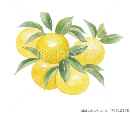 土佐小夏 5個 79812368