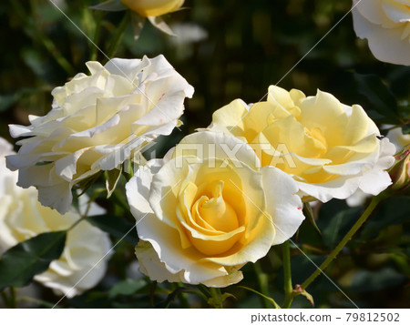 Rose 2020-03 79812502