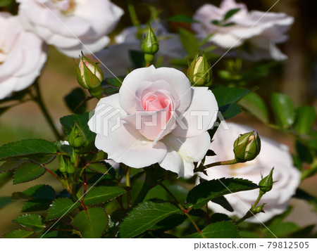 玫瑰2020-04 玫瑰2020-04 79812505