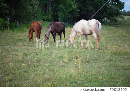 horses in green field grazing country farm animals horses in green field grazing country farm animals 79812595