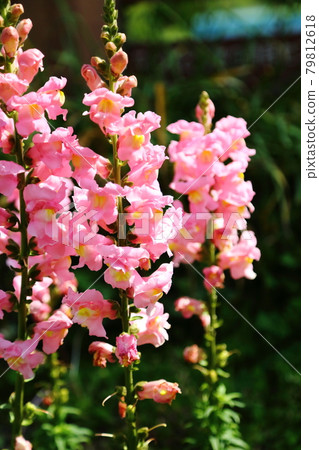 永井公園的金魚草 79812618