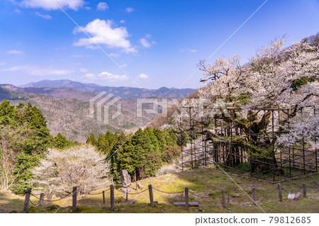 Large cherry blossoms and mountain trails in Tarumi in Yabu City, Hyogo Prefecture 79812685