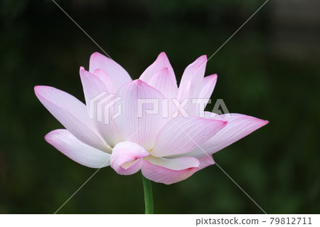 Lotus in Hakenomiya Park Lotus in Hakenomiya Park 79812711