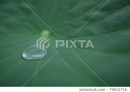 箱宮公園的荷葉和圓點 箱宮公園的荷葉和圓點 79812716