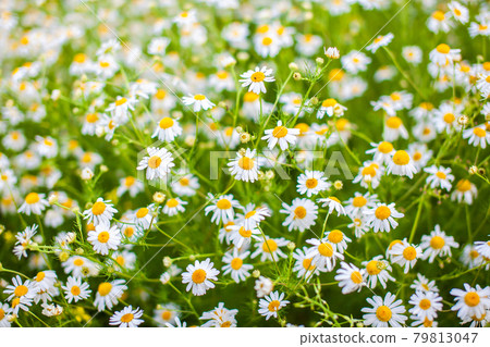 Beautiful background of many blooming daisies field. Chamomile grass Beautiful background of many blooming daisies field. Chamomile grass 79813047