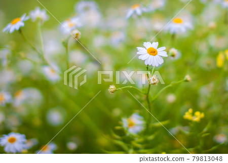Beautiful background of many blooming daisies field. Chamomile grass Beautiful background of many blooming daisies field. Chamomile grass 79813048